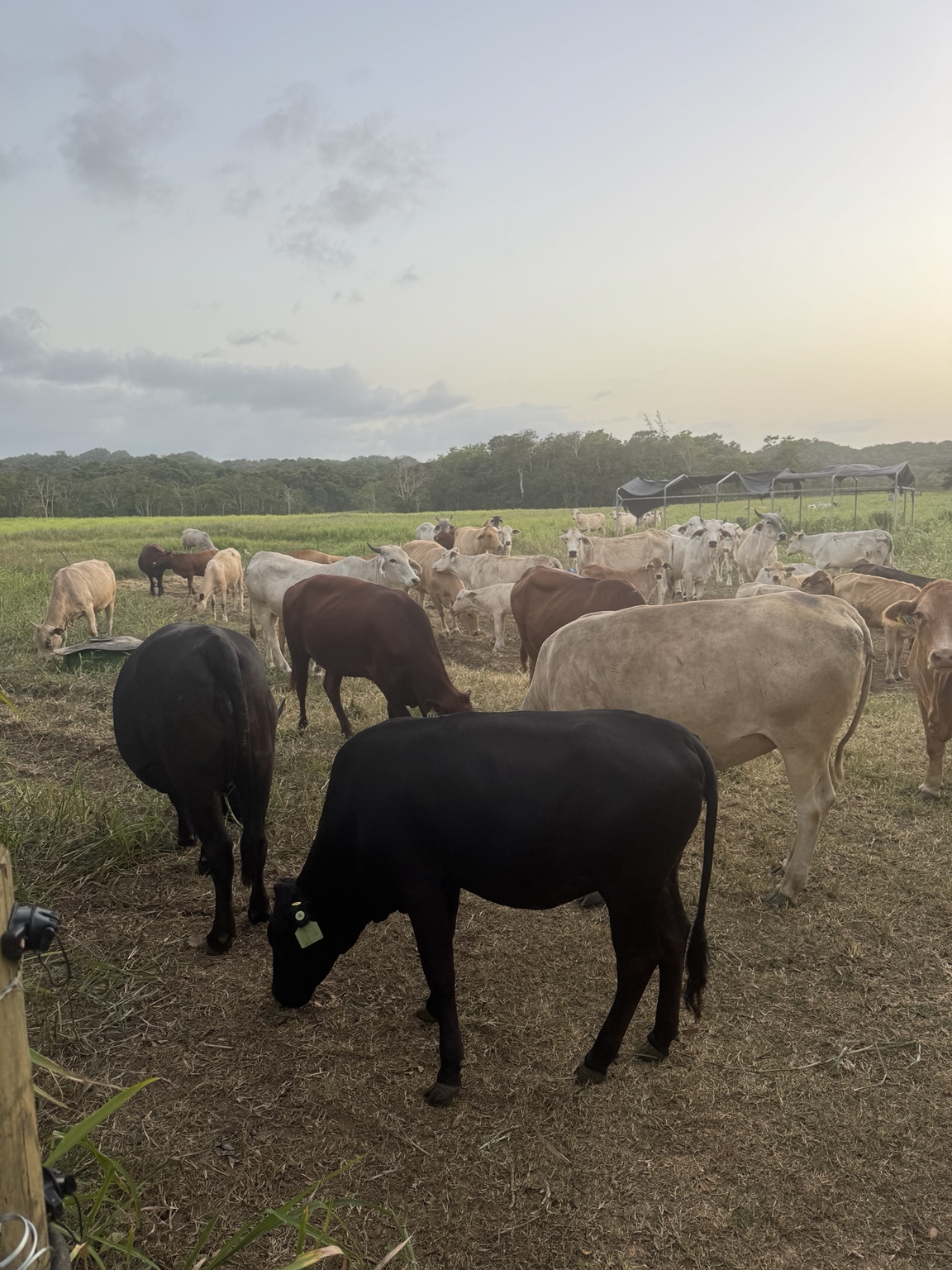 Cattle grazing at La Finca Pastoreo in Puerto Rico